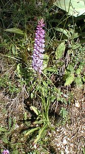 Gymnadenia conopsea (Orchidaceae)  - Gymnadénie moucheron, Orchis moucheron, Orchis moustique - Fragrant Orchid Jura [France] 16/07/2000 - 880m
