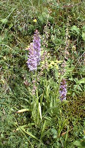 Gymnadenia conopsea (Orchidaceae)  - Gymnadénie moucheron, Orchis moucheron, Orchis moustique - Fragrant Orchid Jura [France] 16/07/2000 - 880m