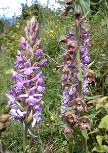 Gymnadenia conopsea (Orchidaceae)  - Gymnadénie moucheron, Orchis moucheron, Orchis moustique - Fragrant Orchid Jura [France] 16/07/2000 - 880m