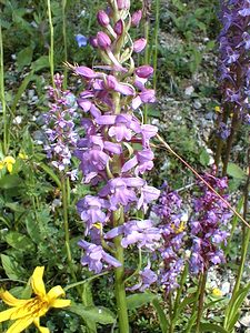 Gymnadenia conopsea (Orchidaceae)  - Gymnadénie moucheron, Orchis moucheron, Orchis moustique - Fragrant Orchid Jura [France] 16/07/2000 - 880m