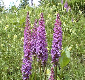 Gymnadenia conopsea (Orchidaceae)  - Gymnadénie moucheron, Orchis moucheron, Orchis moustique - Fragrant Orchid Jura [France] 17/07/2000 - 1050m