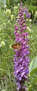 Gymnadenia conopsea (Orchidaceae)  - Gymnadénie moucheron, Orchis moucheron, Orchis moustique - Fragrant Orchid Jura [France] 17/07/2000 - 1050m