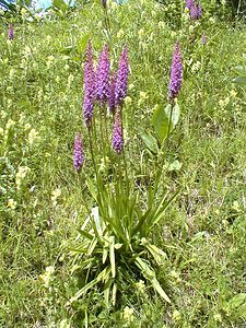 Gymnadenia conopsea (Orchidaceae)  - Gymnadénie moucheron, Orchis moucheron, Orchis moustique - Fragrant Orchid Jura [France] 17/07/2000 - 1050m