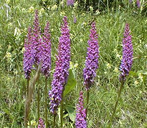 Gymnadenia conopsea (Orchidaceae)  - Gymnadénie moucheron, Orchis moucheron, Orchis moustique - Fragrant Orchid Jura [France] 17/07/2000 - 1050m