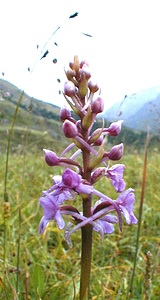 Gymnadenia conopsea (Orchidaceae)  - Gymnadénie moucheron, Orchis moucheron, Orchis moustique - Fragrant Orchid Savoie [France] 25/07/2000 - 2000m