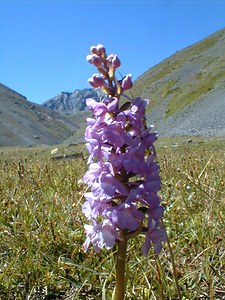 Gymnadenia conopsea (Orchidaceae)  - Gymnadénie moucheron, Orchis moucheron, Orchis moustique - Fragrant Orchid Savoie [France] 31/07/2000 - 2000m