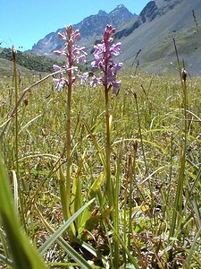 Gymnadenia conopsea (Orchidaceae)  - Gymnadénie moucheron, Orchis moucheron, Orchis moustique - Fragrant Orchid Savoie [France] 31/07/2000 - 2000m