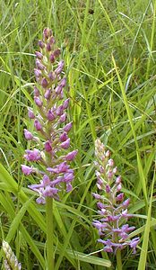 Gymnadenia densiflora (Orchidaceae)  - Gymnadénie à fleurs denses, Gymnadénie à épi dense, Orchis à fleurs denses Pas-de-Calais [France] 01/07/2000 - 90m