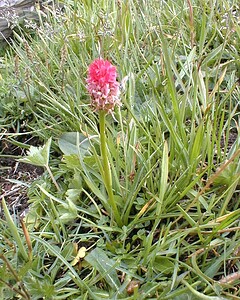 Gymnadenia nigra subsp. corneliana (Orchidaceae)  - Gymnadénie de Cornélia, Nigritelle de Cornélia, Nigritelle rose Savoie [France] 25/07/2000 - 2370m