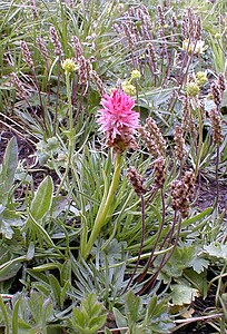 Gymnadenia nigra subsp. corneliana (Orchidaceae)  - Gymnadénie de Cornélia, Nigritelle de Cornélia, Nigritelle rose Savoie [France] 25/07/2000 - 2370m