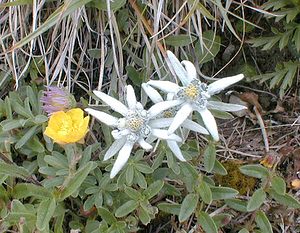 Leontopodium nivale (Asteraceae)  - Édelweiss des neiges - Edelweiss Savoie [France] 28/07/2000 - 2370m