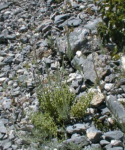 Linaria repens (Plantaginaceae)  - Linaire rampante - Pale Toadflax Savoie [France] 31/07/2000 - 2000m