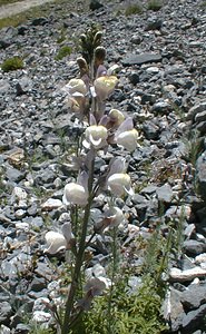 Linaria repens (Plantaginaceae)  - Linaire rampante - Pale Toadflax Savoie [France] 31/07/2000 - 2000m