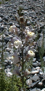 Linaria repens (Plantaginaceae)  - Linaire rampante - Pale Toadflax Savoie [France] 31/07/2000 - 2000mnoter les fleurs: à gauche, forme 