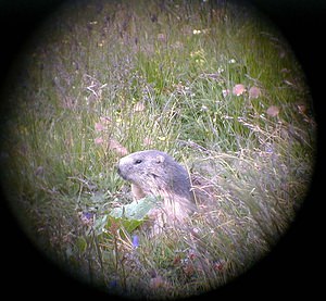 Marmota marmota (Sciuridae)  - Marmotte des Alpes, Marmotte Savoie [France] 23/07/2000 - 2020m