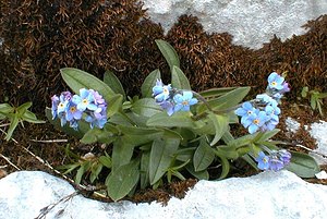 Myosotis alpestris (Boraginaceae)  - Myosotis alpestre, Myosotis des Alpes - Alpine Forget-me-not Haute-Savoie [France] 20/07/2000 - 2430m