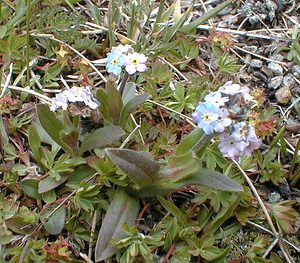 Myosotis alpestris (Boraginaceae)  - Myosotis alpestre, Myosotis des Alpes - Alpine Forget-me-not Savoie [France] 24/07/2000 - 2750m