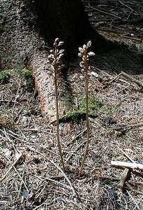 Neottia nidus-avis (Orchidaceae)  - Néottie nid-d'oiseau, Herbe aux vers - Bird's-nest Orchid Ain [France] 18/07/2000 - 900m