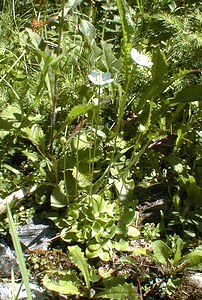 Parnassia palustris (Celastraceae)  - Parnassie des marais, Hépatique blanche - Grass-of-Parnassus Savoie [France] 22/07/2000 - 1940m