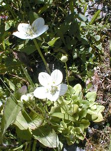 Parnassia palustris (Celastraceae)  - Parnassie des marais, Hépatique blanche - Grass-of-Parnassus Savoie [France] 22/07/2000 - 1940m