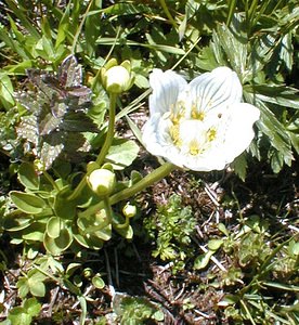 Parnassia palustris (Celastraceae)  - Parnassie des marais, Hépatique blanche - Grass-of-Parnassus Savoie [France] 22/07/2000 - 1940m