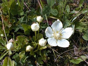 Parnassia palustris (Celastraceae)  - Parnassie des marais, Hépatique blanche - Grass-of-Parnassus Savoie [France] 23/07/2000 - 2020m