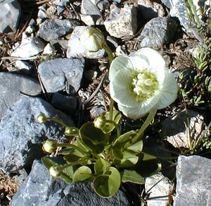 Parnassia palustris (Celastraceae)  - Parnassie des marais, Hépatique blanche - Grass-of-Parnassus Hautes-Alpes [France] 28/07/2000 - 2190m