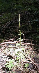 Phyteuma spicatum (Campanulaceae)  - Raiponce en épi - Spiked Rampion Ain [France] 18/07/2000 - 900m