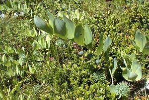 Polygonatum odoratum (Asparagaceae)  - Sceau-de-Salomon odorant, Polygonate officinal, Sceau-de-Salomon officinal - Angular Solomon's-seal Ain [France] 17/07/2000 - 550m