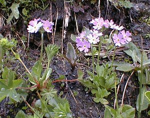 Primula farinosa (Primulaceae)  - Primevère farineuse - Bird's-eye Primrose Savoie [France] 24/07/2000 - 2310m