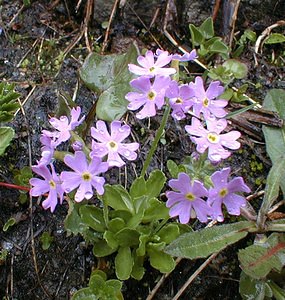 Primula farinosa (Primulaceae)  - Primevère farineuse - Bird's-eye Primrose Savoie [France] 24/07/2000 - 2310m