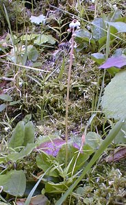 Pyrola minor (Ericaceae)  - Pyrole mineure, Petite pyrole - Common Wintergreen Savoie [France] 22/07/2000 - 1940m