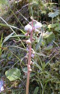 Pyrola minor (Ericaceae)  - Pyrole mineure, Petite pyrole - Common Wintergreen Savoie [France] 22/07/2000 - 1940m