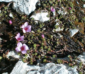 Saxifraga oppositifolia (Saxifragaceae)  - Saxifrage à feuilles opposées, Saxifrage glanduleuse - Purple Saxifrage Haute-Savoie [France] 20/07/2000 - 2430m