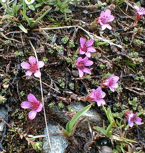 Saxifraga oppositifolia (Saxifragaceae)  - Saxifrage à feuilles opposées, Saxifrage glanduleuse - Purple Saxifrage Savoie [France] 24/07/2000 - 2750m