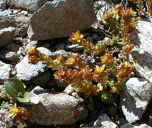 Sedum alpestre (Crassulaceae)  - Orpin alpestre, Orpin des Alpes Hautes-Alpes [France] 27/07/2000 - 3150m