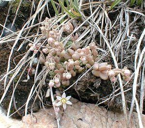 Sedum dasyphyllum (Crassulaceae)  - Orpin à feuilles poilues, Orpin à feuilles serrées, Orpin à feuilles épaisses - Thick-leaved Stonecrop Savoie [France] 25/07/2000 - 2370m
