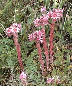 Sempervivum tectorum (Crassulaceae)  - Joubarbe des toits, Grande joubarbe - House-leek Savoie [France] 24/07/2000 - 1730m