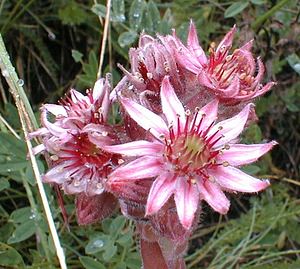 Sempervivum tectorum (Crassulaceae)  - Joubarbe des toits, Grande joubarbe - House-leek Savoie [France] 24/07/2000 - 1730m