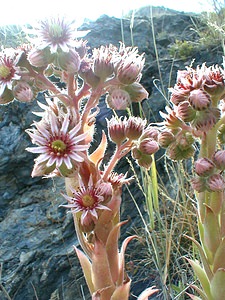 Sempervivum tectorum (Crassulaceae)  - Joubarbe des toits, Grande joubarbe - House-leek Hautes-Alpes [France] 26/07/2000 - 1160m