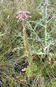 Sempervivum tectorum (Crassulaceae)  - Joubarbe des toits, Grande joubarbe - House-leek Hautes-Alpes [France] 26/07/2000 - 1160m