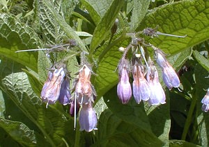 Symphytum officinale (Boraginaceae)  - Consoude officinale, Grande consoude - Common Comfrey Ain [France] 18/07/2000 - 900m