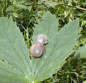 Trochulus hispidus (Hygromiidae)  - Veloutée commune - Hairy Snail Ain [France] 18/07/2000 - 900mun escargot poilu? si si, ?a existe !