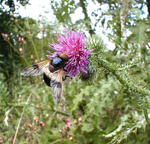 Volucella pellucens (Syrphidae)  - Volucelle à ventre blanc en devant Jura [France] 16/07/2000 - 180mtr?s facilement reconnaissable ? la partie ant?rieure de son abdomen, blanc et translucide