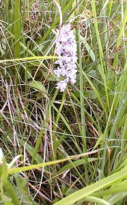 x Dactylodenia sancti-quintinii (Orchidaceae) Dactylorhiza fuchsii x Gymnadenia conopsea. Pas-de-Calais [France] 01/07/2000 - 90m