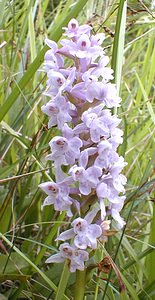 x Dactylodenia sancti-quintinii (Orchidaceae) Dactylorhiza fuchsii x Gymnadenia conopsea. Pas-de-Calais [France] 01/07/2000 - 90m