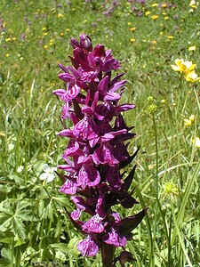 Dactylorhiza majalis (Orchidaceae)  - Dactylorhize de mai - Western Marsh-orchid Savoie [France] 01/08/2000 - 1940m