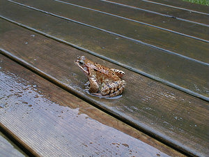 Rana temporaria (Ranidae)  - Grenouille rousse - Grass Frog Nord [France] 11/03/2001 - 40m