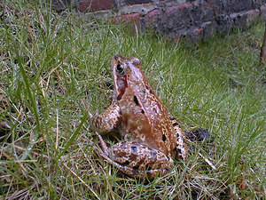 Rana temporaria (Ranidae)  - Grenouille rousse - Grass Frog Nord [France] 11/03/2001 - 40m