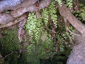 Adiantum capillus-veneris (Pteridaceae)  - Capillaire de Montpellier, Cheveux-de-Vénus, Capillaire cheveux-de-Vénus, Adiante cheveux-de-Vénus - Maidenhair Fern Gard [France] 27/04/2001 - 170m